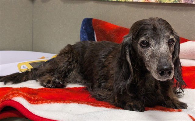 ROCHESTER - Dachshund available for adoption