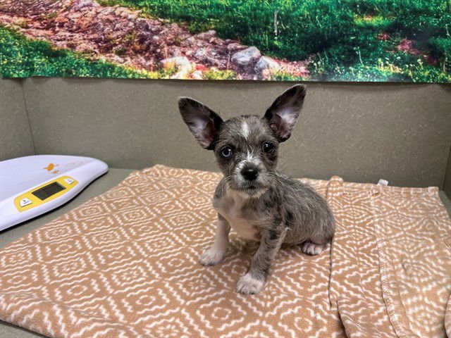 A548368 - Terrier available for adoption