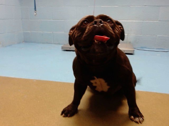 CARMELLA - English Bulldog available for adoption
