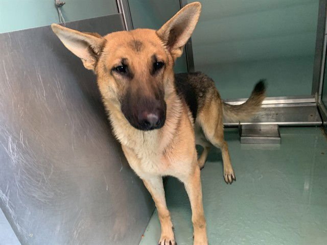 DUFFY - German Shepherd Dog available for adoption