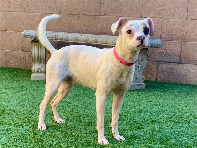 MCKENNA - Beagle available for adoption