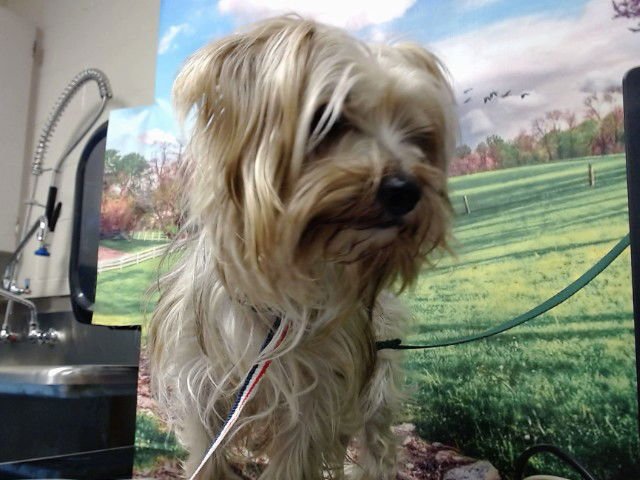 A548436 - Silky Terrier available for adoption