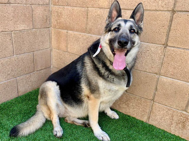 JOY - German Shepherd Dog available for adoption