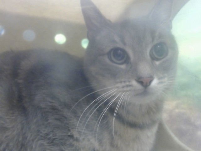 A549449 - Domestic Short Hair available for adoption