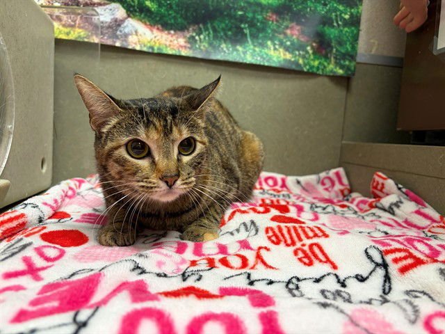 PIXEL - Domestic Short Hair available for adoption