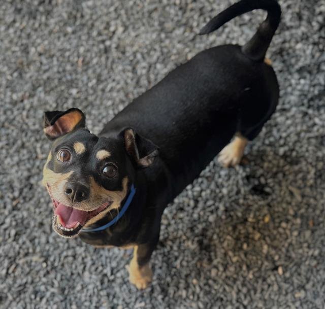 CHICO - Dachshund available for adoption