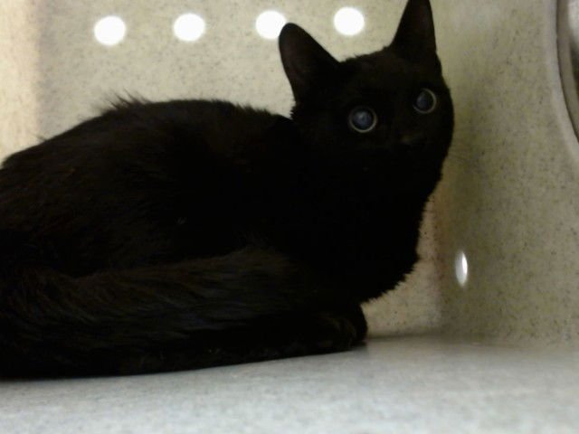 A548569 - Domestic Short Hair available for adoption