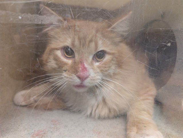 A549342 - Domestic Medium Hair available for adoption