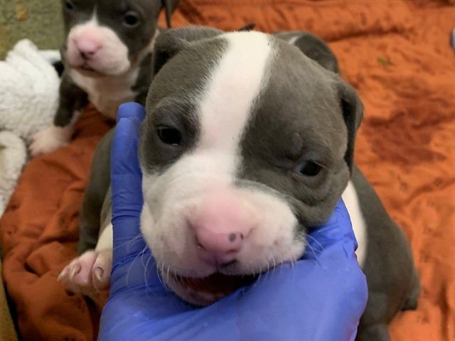 BELL - Pit Bull Terrier available for adoption