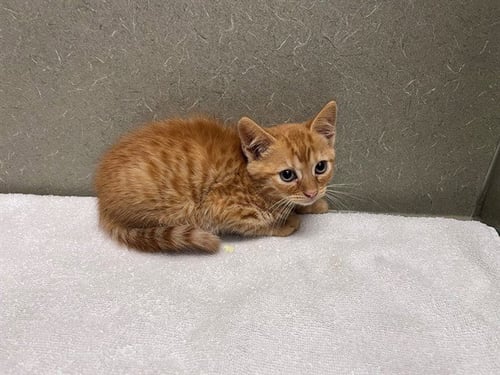 A550927 - Domestic Short Hair available for adoption