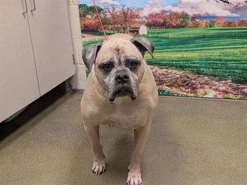 KADINA - American Bulldog available for adoption