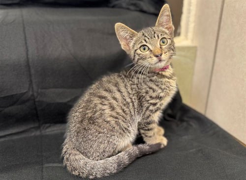 A553924 - Domestic Short Hair available for adoption