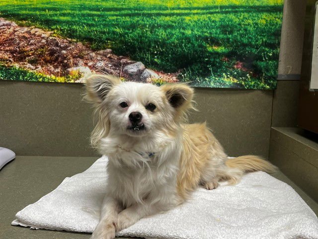 GIBSON - Chihuahua available for adoption