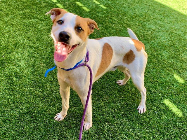 PICKLES - Parson Russell Terrier available for adoption