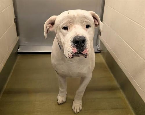 MANNEY - Dogo Argentino available for adoption