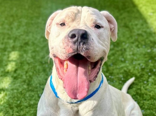 MANNEY - Dogo Argentino available for adoption