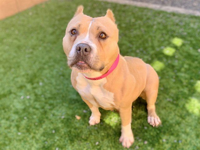 A548217 - Staffordshire Bull Terrier available for adoption