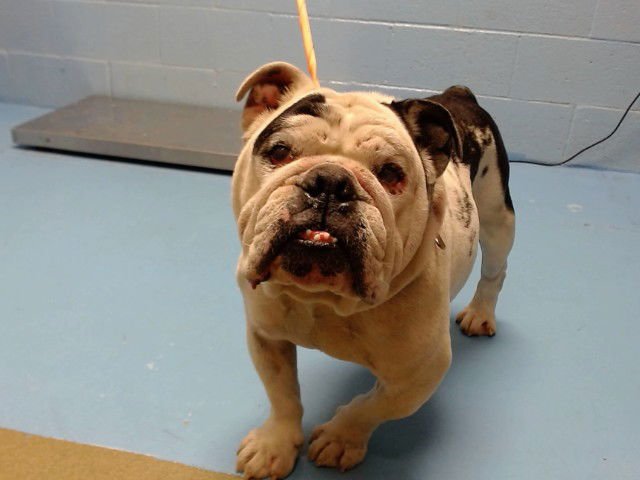 CHUGGERS - English Bulldog available for adoption
