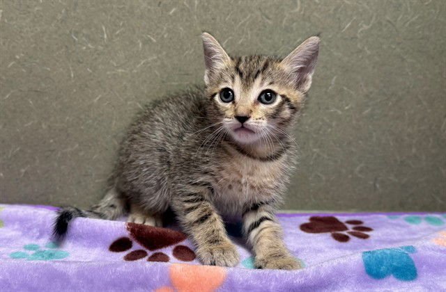 A549775 - Domestic Short Hair available for adoption