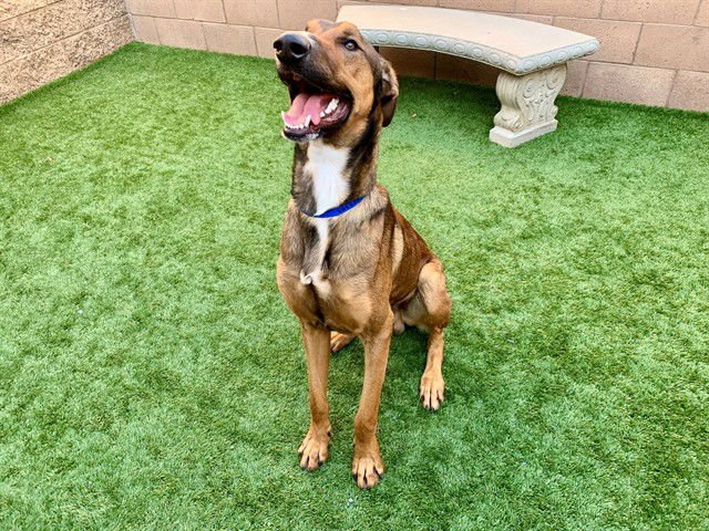 ROCKY - Saluki / Belgian Shepherd Malinois available for adoption