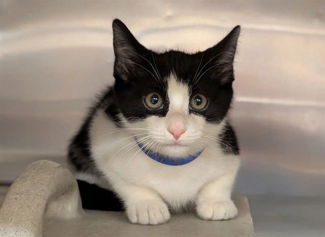 A548683 - Domestic Short Hair available for adoption