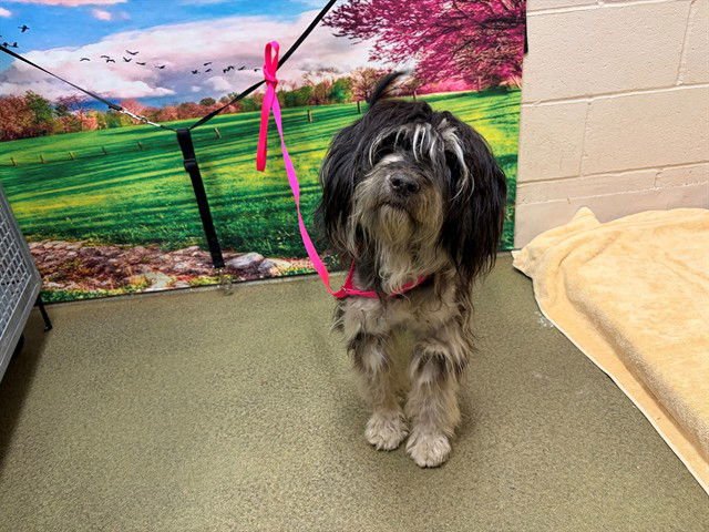 DENISE - Terrier available for adoption