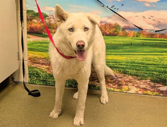 AVENA - Siberian Husky available for adoption