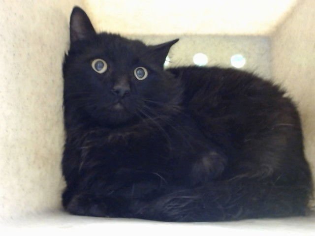 A549547 - Domestic Long Hair available for adoption