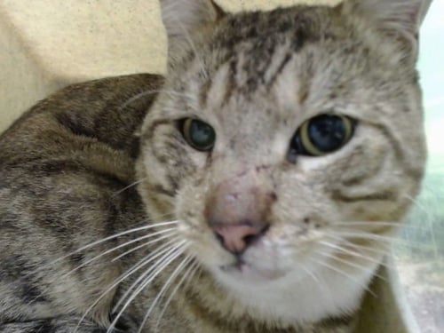 T-BONES - Domestic Short Hair available for adoption