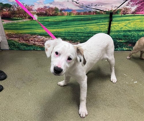 A549890 - Australian Shepherd available for adoption