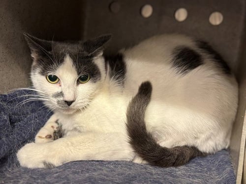 A554420 - Domestic Short Hair available for adoption