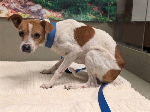 A554777 - Parson Russell Terrier available for adoption