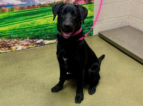 A552751 - Labrador Retriever available for adoption