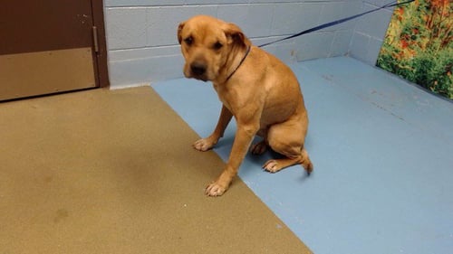 JULIETTE - Boxer available for adoption