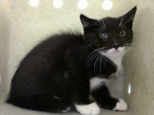 A552210 - Domestic Medium Hair available for adoption