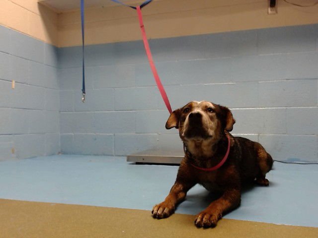 ANNA - German Shepherd Dog / Australian Cattle Dog/Blue Heeler available for adoption