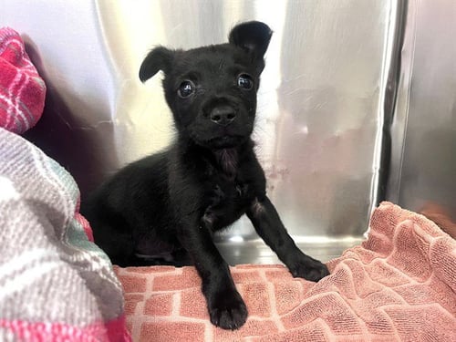 A549881 - Terrier available for adoption