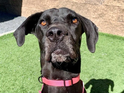 HAZEL - Great Dane available for adoption