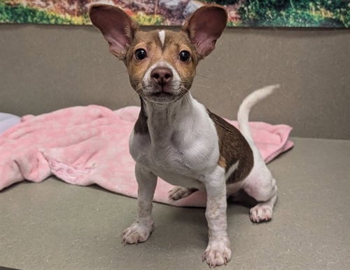 A553957 - Parson Russell Terrier available for adoption