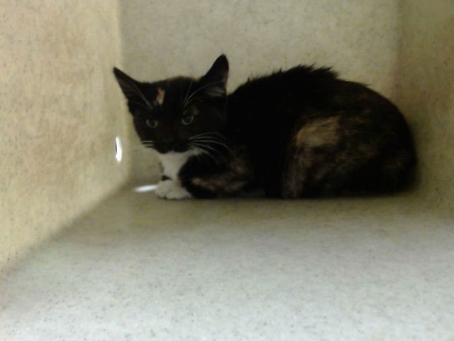 A548808 - Domestic Short Hair available for adoption