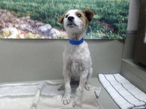 WEMBLY - Australian Cattle Dog/Blue Heeler available for adoption