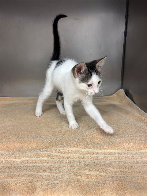 A554421 - Domestic Short Hair available for adoption