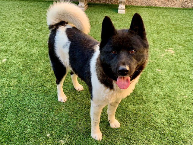 JENNY - Akita available for adoption