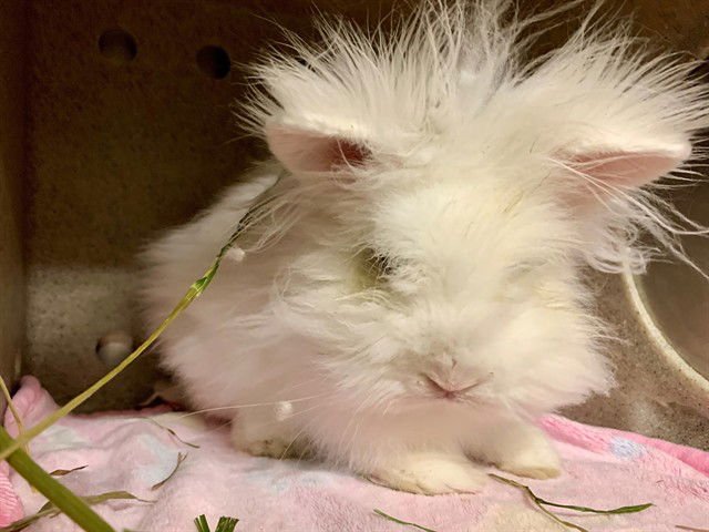 HOPPITY - Longhaired Rabbit available for adoption
