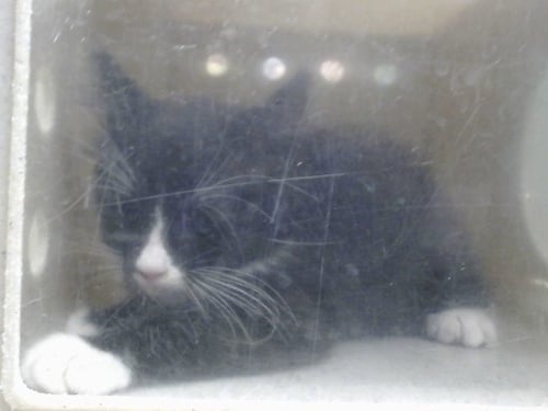 A552325 - Domestic Short Hair available for adoption