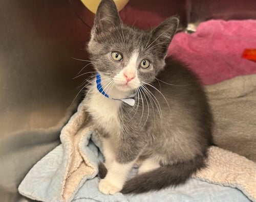 A553607 - Domestic Short Hair for adoption in Moreno Valley