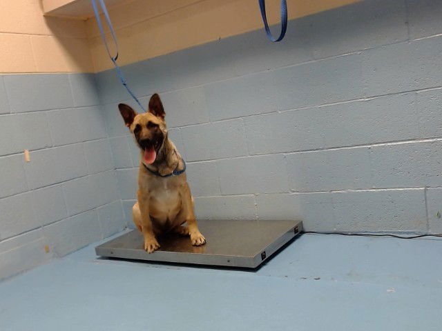MOCHIANA - Labrador Retriever / Belgian Shepherd Malinois available for adoption