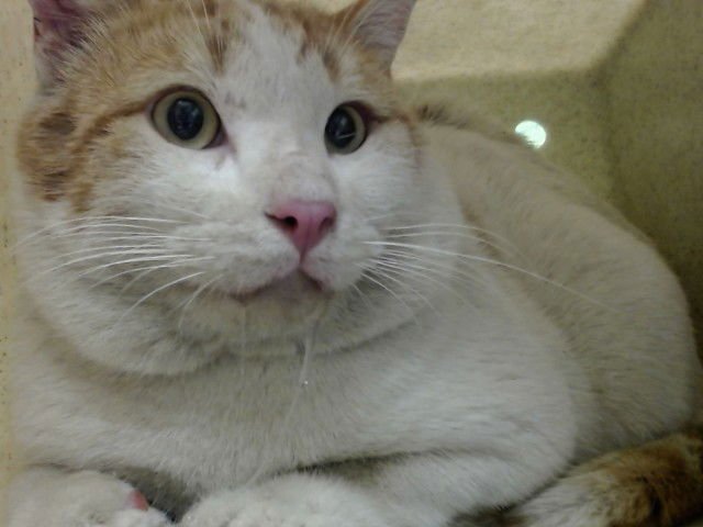 A548858 - Domestic Short Hair available for adoption