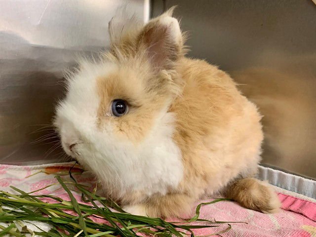 A549329 - Longhaired Rabbit available for adoption