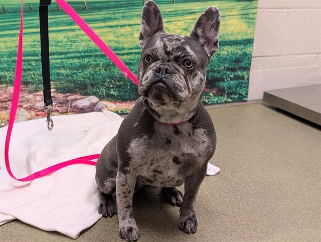 CAMILLA - French Bulldog available for adoption